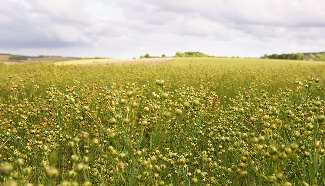 Unternehmen H-Flachs Unternehmen H-Flachs